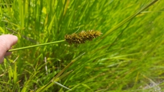Carex densa