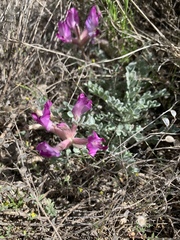 Astragalus utahensis