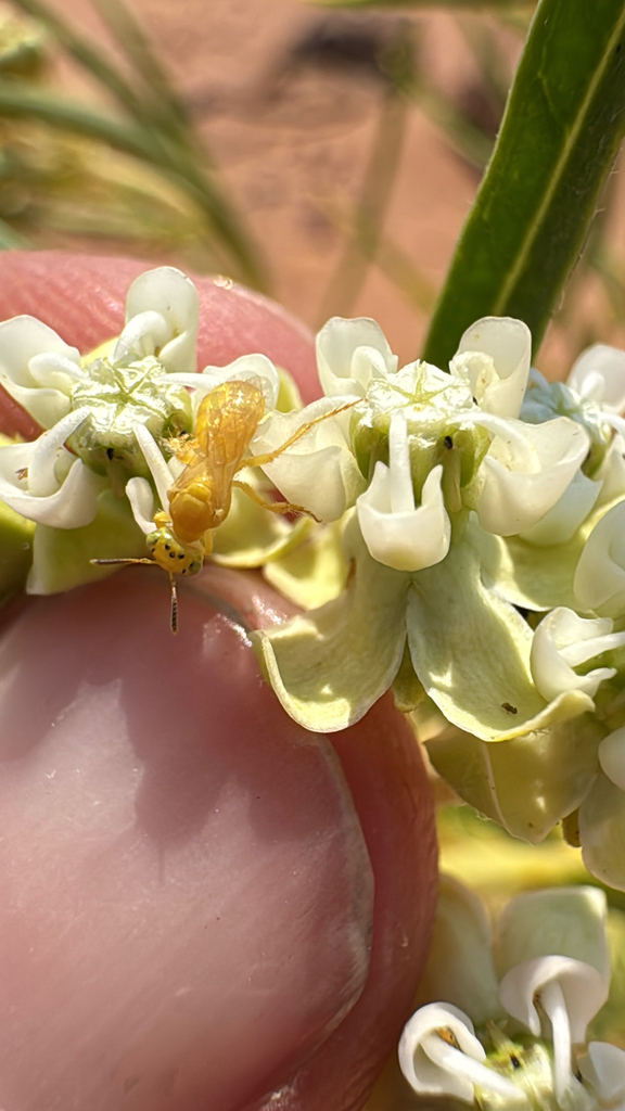 Perdita holoxantha