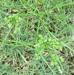 (c) Linda Jo Conn, some rights reserved (CC BY) Cyperus entrerianus, photograph (c) Linda Jo Conn, some rights reserved (CC BY)