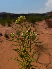 (c) Parker James Lloyd, some rights reserved (CC BY) Asclepias labriformis, photograph (c) Parker James Lloyd, some rights reserved (CC BY)