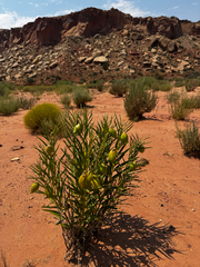 (c) Parker James Lloyd, some rights reserved (CC BY) Asclepias labriformis, photograph (c) Parker James Lloyd, some rights reserved (CC BY)