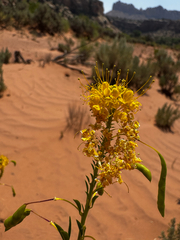 Cleomella lutea