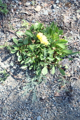 Solidago spathulata, photograph author not stated, no rights reserved