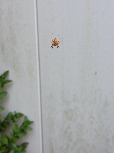 Spotted Orbweaver