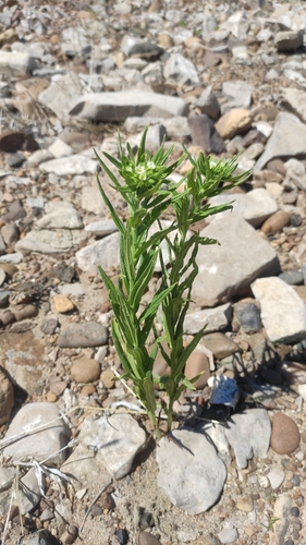 Common Gromwell