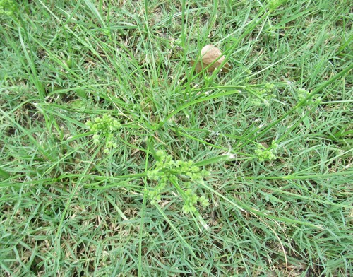 Cyperus entrerianus, photograph 5
