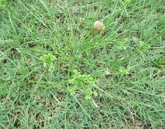 (c) Linda Jo Conn, some rights reserved (CC BY) Cyperus entrerianus, photograph (c) Linda Jo Conn, some rights reserved (CC BY)