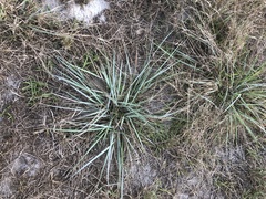 Andropogon virginicus