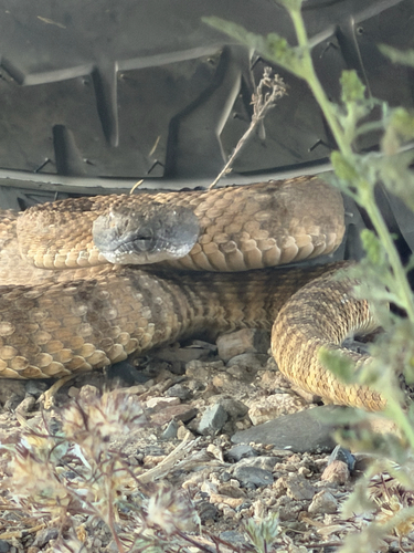iNaturalist observation photo of Panamint Rattlesnake