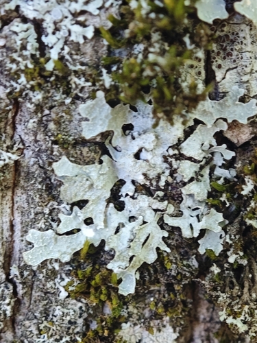 Netted shield lichen
