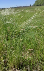 Stipa pennata, photograph (c) Юлия, some rights reserved (CC BY)