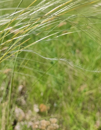 Stipa pennata, photograph 4