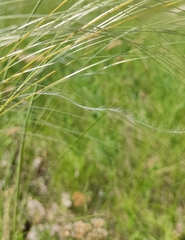 Stipa pennata, photograph (c) Юлия, some rights reserved (CC BY)