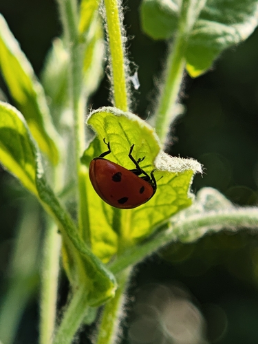 Seven-spotted Lady Beetle