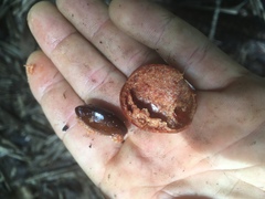 Manilkara spectabilis