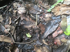 Manilkara spectabilis