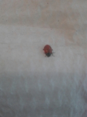 Hippodamia convergens