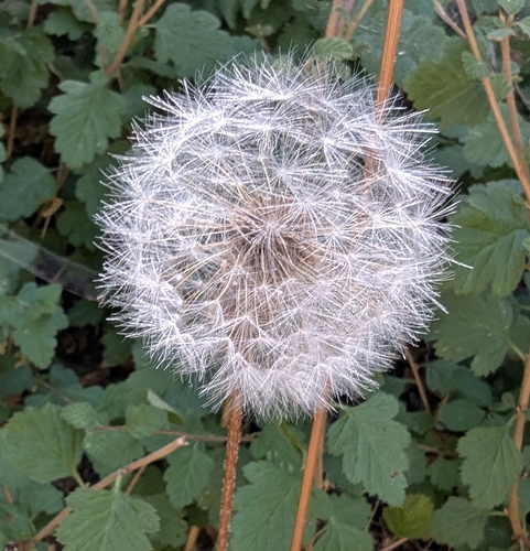 Agoseris grandiflora, 2026-08-06