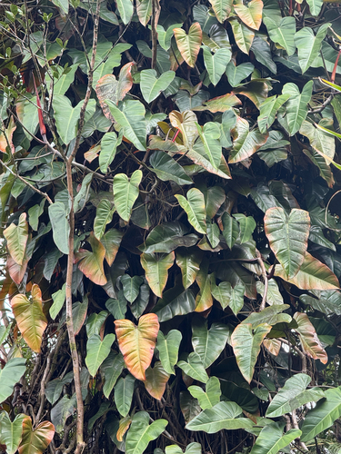 Philodendron erubescens observed 2026-08-04