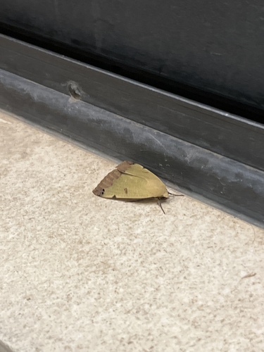 Green Drab