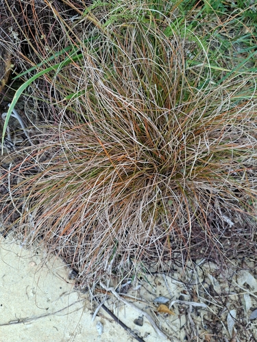 Carex testacea observed 2026-08-07