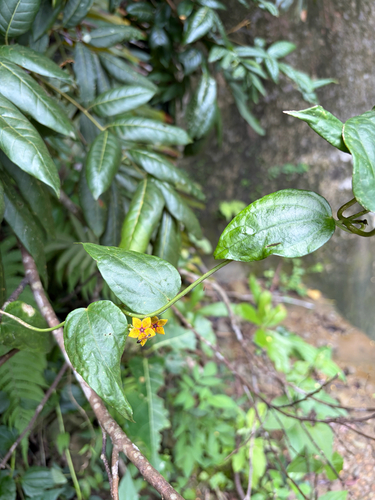 Heterostemma brownii, photograph 3