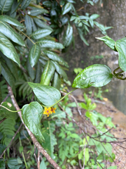 Heterostemma brownii, photograph (c) 呂一起(Lyu yi-chi), some rights reserved (CC BY)