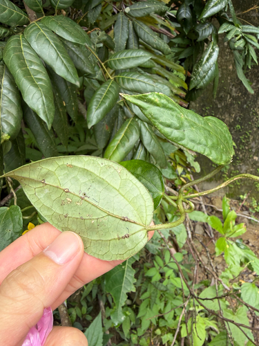 Heterostemma brownii, photograph 5