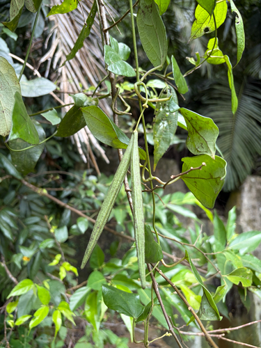 Heterostemma brownii, photograph 2