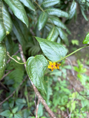 Heterostemma brownii