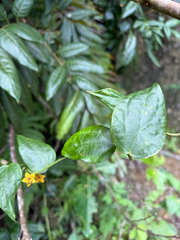Heterostemma brownii, photograph (c) 呂一起(Lyu yi-chi), some rights reserved (CC BY)