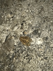 Anaxyrus terrestris