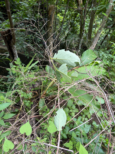 Diospyros japonica, photograph 4