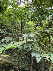 Diospyros japonica, photograph (c) 呂一起(Lyu yi-chi), some rights reserved (CC BY)