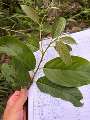 Diospyros japonica