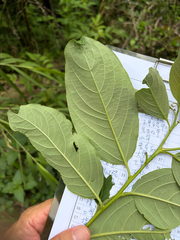 Diospyros japonica, photograph (c) 呂一起(Lyu yi-chi), some rights reserved (CC BY)