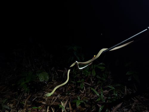 Green Cat Snake