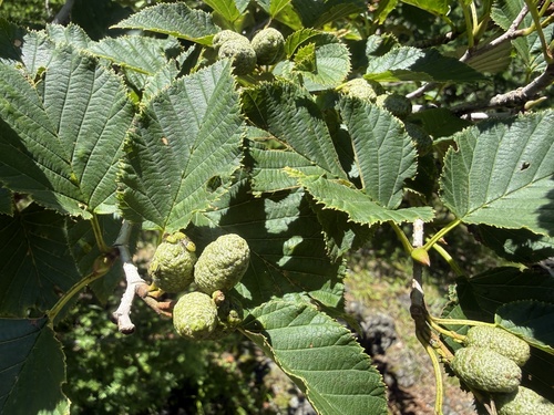 Alnus maximowiczii observed 2026-08-05