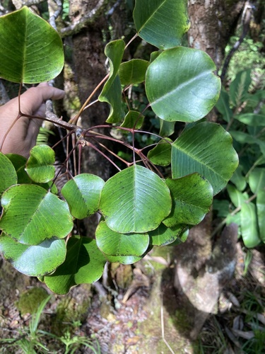Cheirodendron platyphyllum observed 2026-08-06