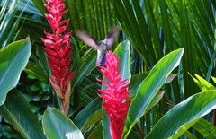 Anthracothorax nigricollis