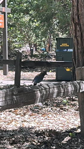 iNaturalist observation photo of Steller's Jay