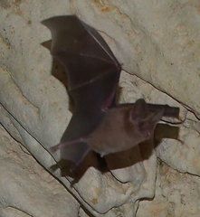 Macrotus waterhousii