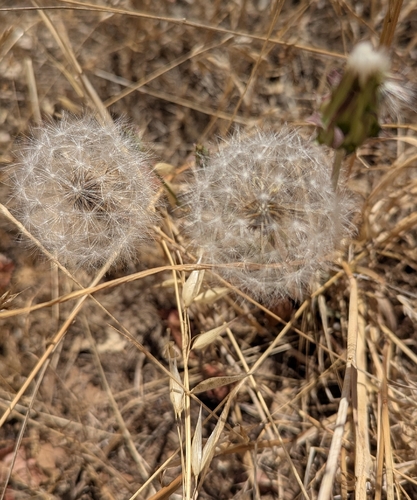 Agoseris grandiflora, 2026-08-06