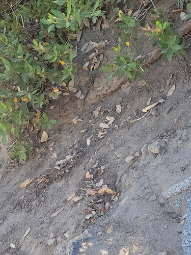 iNaturalist observation photo of Western Fence Lizard