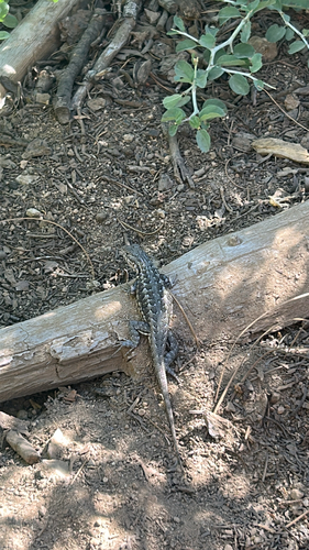 iNaturalist observation photo of Spiny Lizards