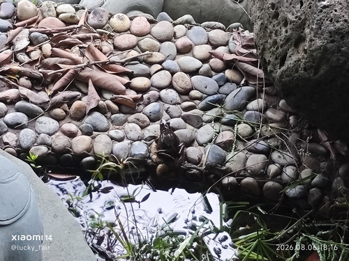 Guenther's Frog