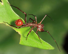 Myrmecium