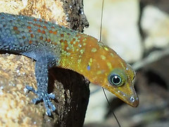 Sphaerodactylus copei cataplexis