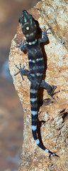 Sphaerodactylus copei